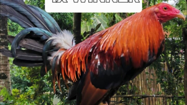 Sonny Lagon(Joe Goode Grey) X Escolin(Roundhead) 4th OFFSPRING at Sampaloc Sports Complex