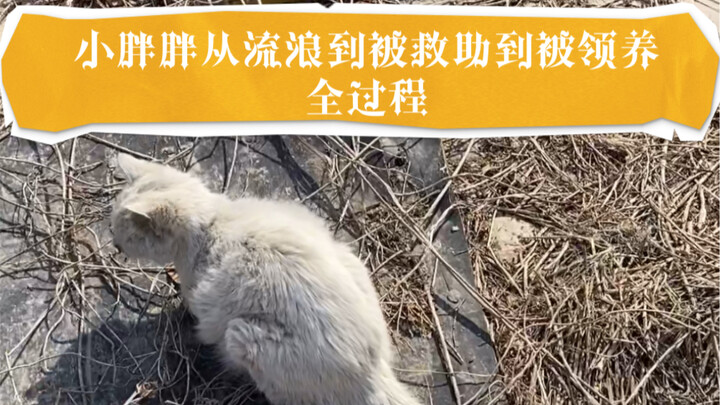 Toàn bộ quá trình từ khi Xiao Pangpang lang thang đến khi được cứu hộ rồi được nhận nuôi