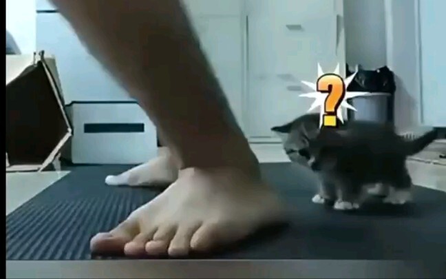 Wah! Lucu banget! Hahaha~