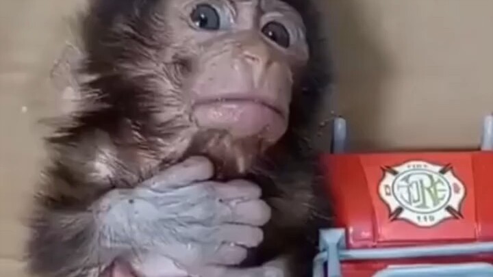 Baby monkey