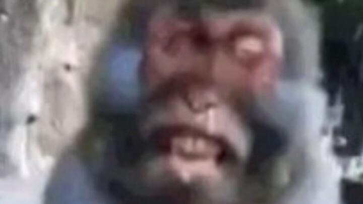 ลิง: ไอ้เวรนี่! ใครให้มึงเอาพลุจี๋ดใส่กระเป๋าห่าอะ!