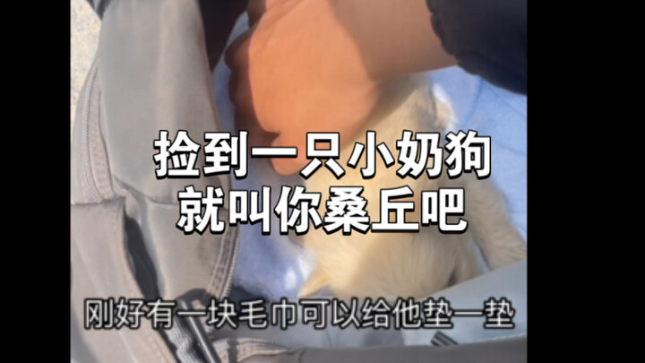 เก็บลูกสุนัขตัวเล็กมาได้ ขอตั้งชื่อให้ว่าซานโช่แล้วกัน