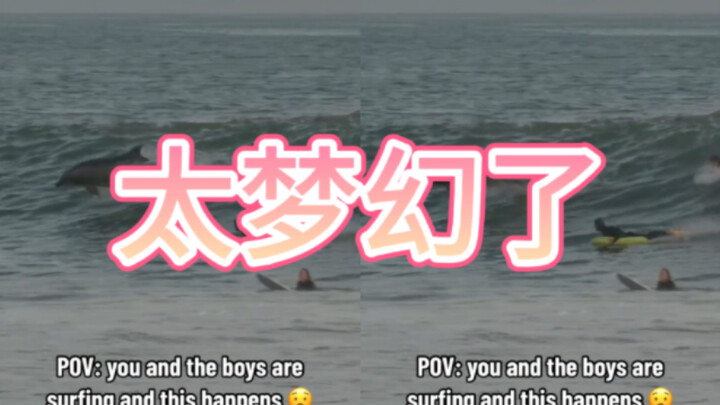 Saat kamu berselancar, tiba-tiba seekor anjing laut ikut bergabung—sangat ajaib!