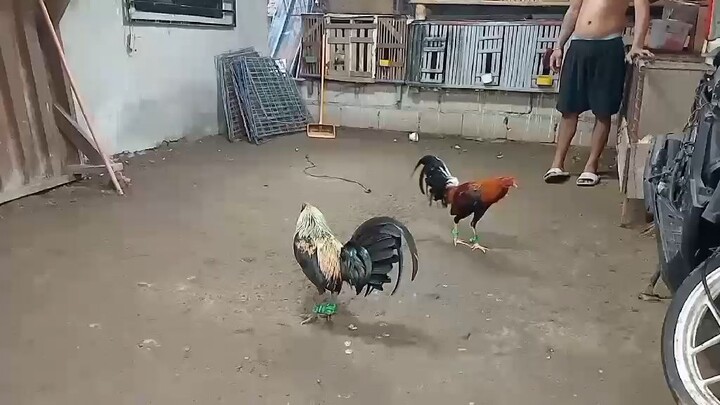 spar