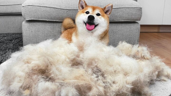 Renovating the puppy and combing the Shiba Inu's hair, the scene is spectacular!