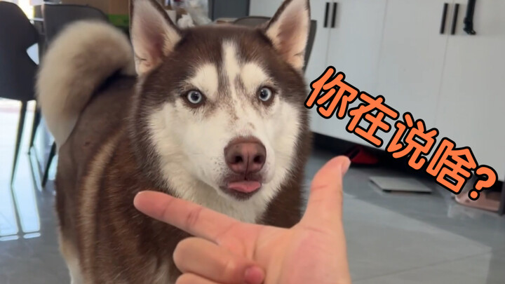 “Testing whether dogs respond to tone or content”