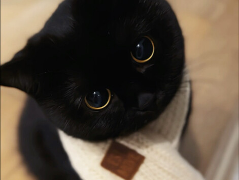 لماذا القطة السوداء الصغيرة التي تميل رأسها لطيفة جدًا جدًا جدًا جدًا جدًا؟
