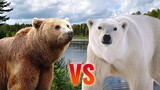 Grizzly Bear vs Polar Bear | SPORE