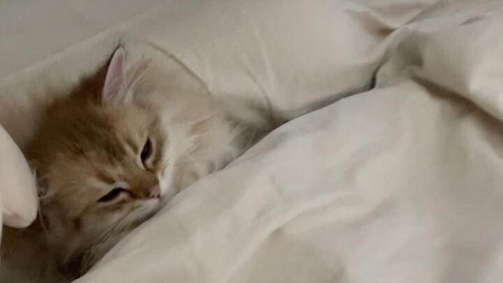 Can a little kitten really laze in bed? Get up and start welcoming customers!