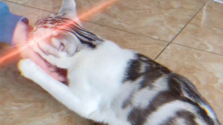Ineffective cat raising VS effective cat raising! Please be informed!