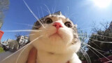 [ANIMAL][PETS]Cute cat taking a walk