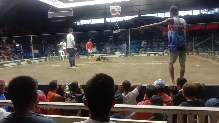 win at lucena cotpit arena