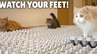 ความท้าทายกล่องไข่! แมวของฉันข้ามถนนเป็นหลุมเป็นบ่อได้ไหม กิตติซอรัส