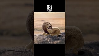Lion - MOGMOG PLANET Observation Diary | It's Anime #shorts #anime #animals
