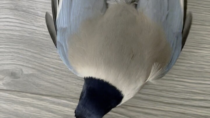 Shake its wings, act cute—really no more bugs around?