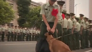 这是它唯一一次不听话吧！