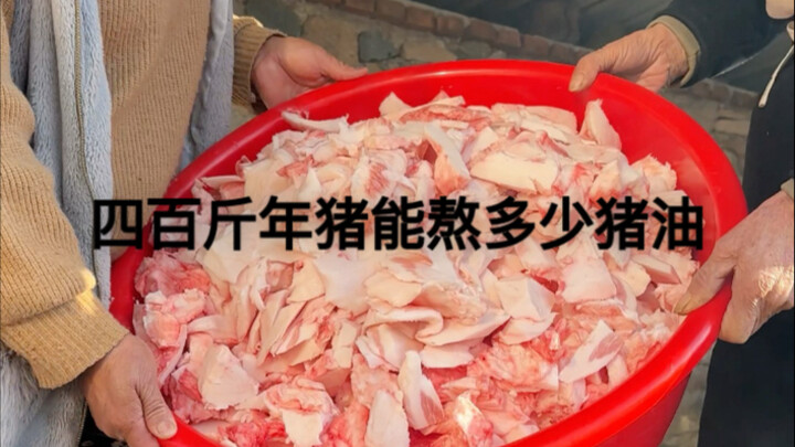 หมูอ้วนหนักกว่า 400 กิโลกรัมที่เลี้ยงมาหนึ่งปี จะเคี่ยนน้ำมันหมูได้มากแค่ไหน?