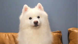 Anjing Samoyed ini sudah jadi makhluk cerdas!