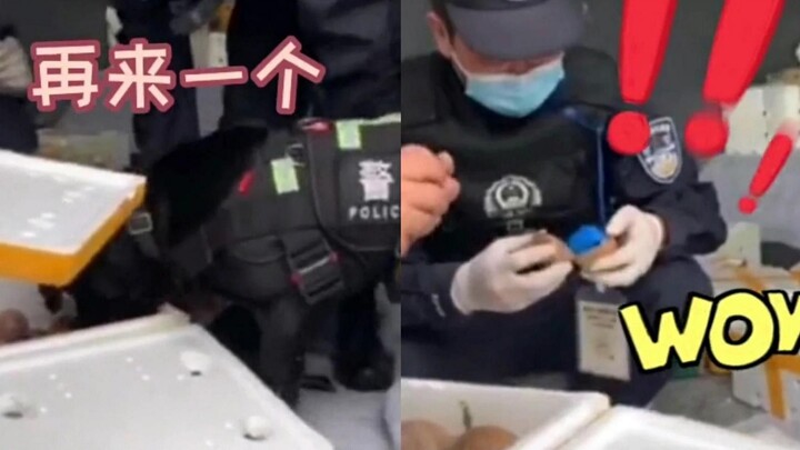 警犬缉毒现场偷吃水果？下一秒大反转 网友：人家是专业的！