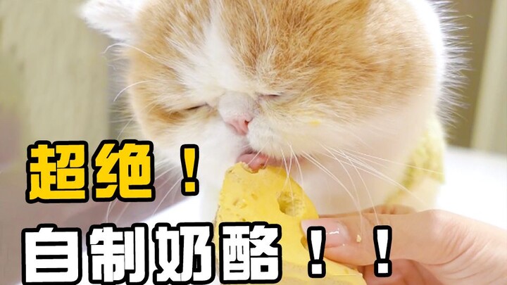 Homemade cat cheese!! I never expected to save it!!