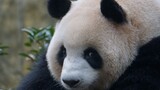 [Hewan]Panda yang Tak Sabar Menunggu Perawatnya