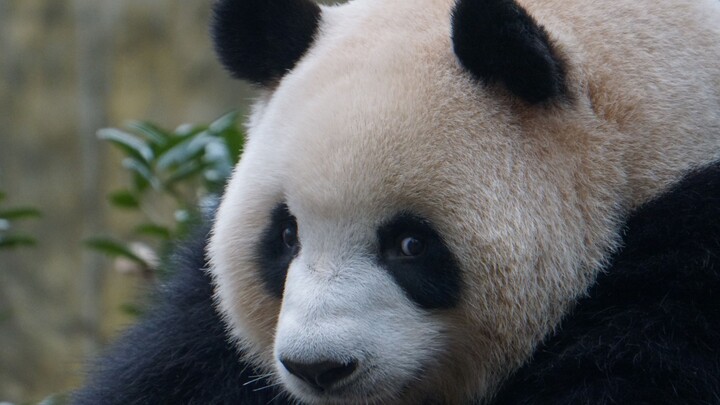 [Panda] Rourou looking for dad