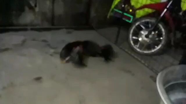 pretty boy sweater  stag