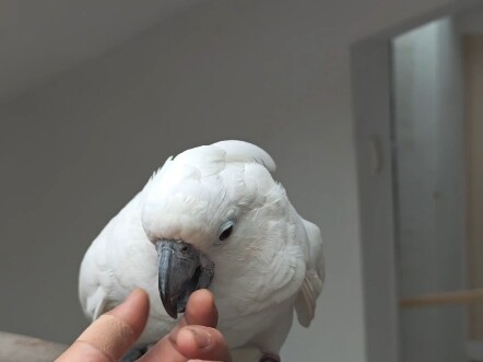 Everyday Life of Free-Range Chickens