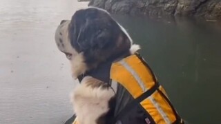 الكلاب تحب حقًا هذا العمل.