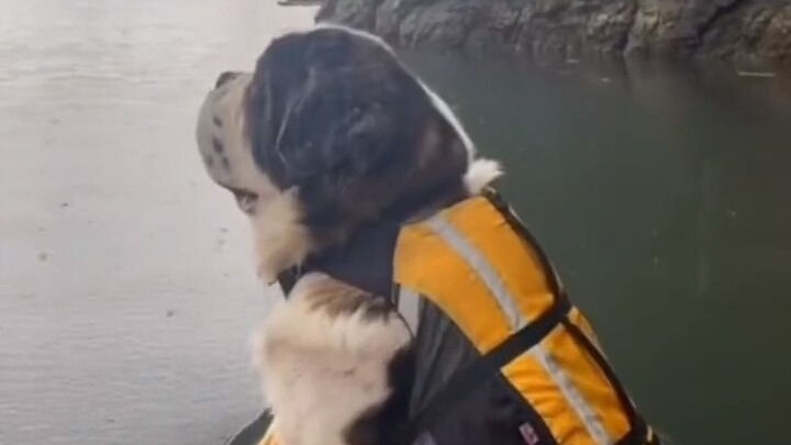 Dogs really love this job!