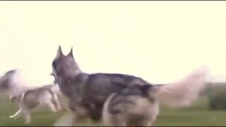 被导演硬丢过去的哈士奇