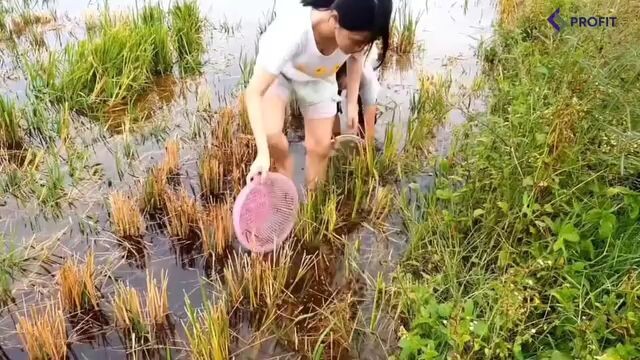 ke sawah dulu gays nangkep ikan