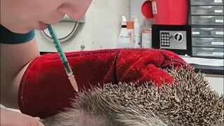 兽医是怎么给刺猬打针的，每一步都在预料之外，但似乎又合情合理