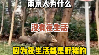 Why don't people in Nanjing have a nightlife? Because the nightlife is all about wild boars. Nanjing