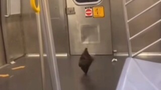 An elegant plastic bag~