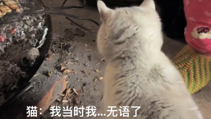 Kucing: Aku benar-benar kagum