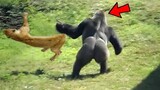 Pertarungan Brutal Singa Melawan Gorilla, Siapa Raja Sebenarnya?