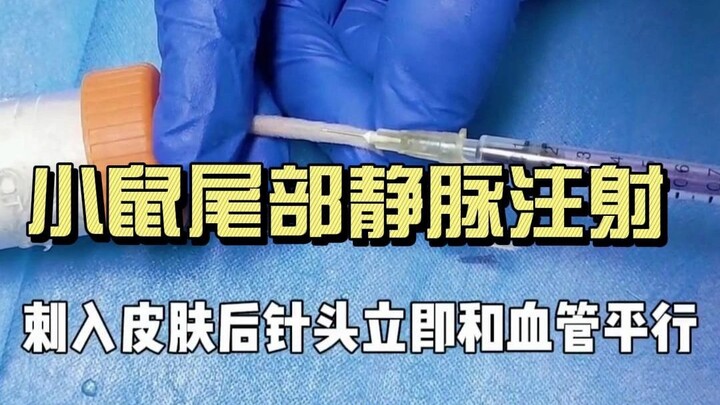 【กิจวัตรในห้องปฏิบัติการชีวการแพทย์】แชร์เทคนิคการฉีดยาเข้าเส้นเลือดที่หางหนู! หวังว่าจะได้ไลก์และติด