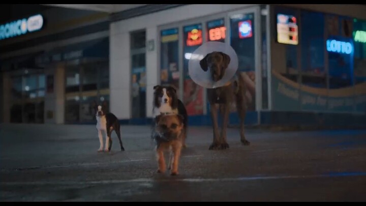 Strays TOO Watch Full Movie : Link Description