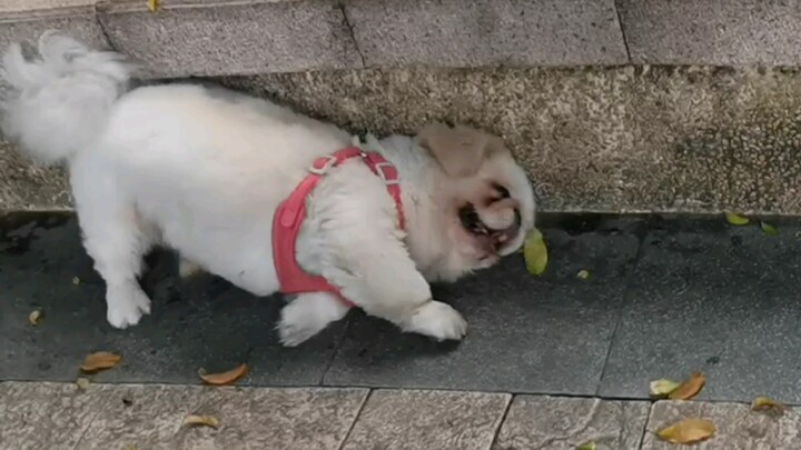 Little Pekingese Bajiao reluctantly accompanies his grandma to practice tai chi every day.