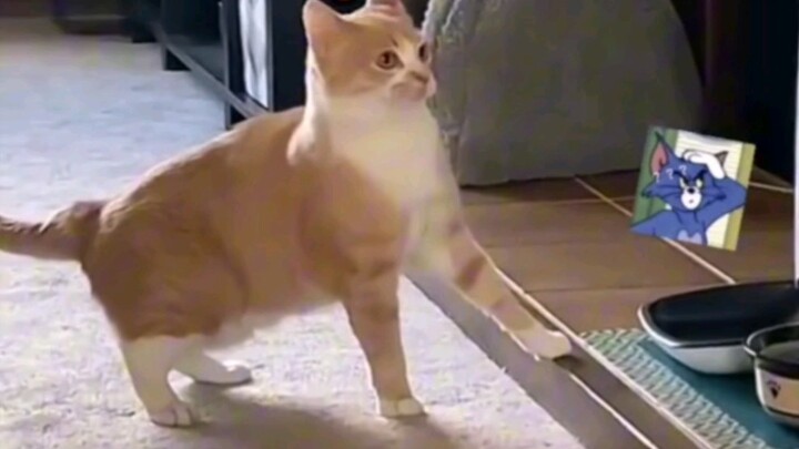 Kucing kecil: Lho? Bukankah ini pesanan meja saya?
