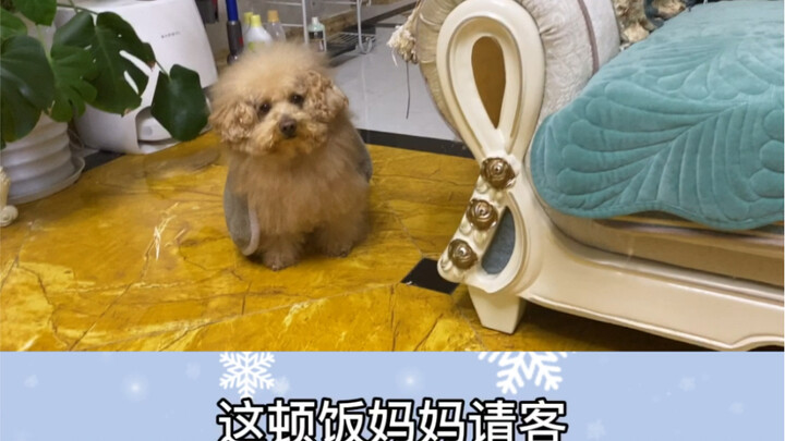 How pitiful are dogs who have no money to eat