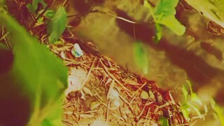 পাখির বাসায় ডিম