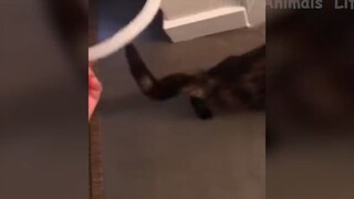 Những con người ngốc nghếch nhất hành tinh #80