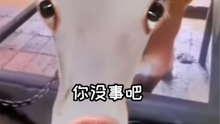 上海切腻光牛牛，沪语且暴躁