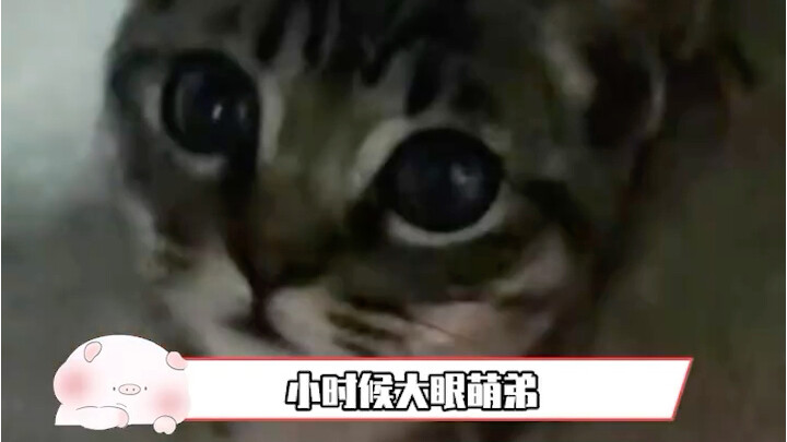 "After the House Cat Became a Mentally Unstable Kitten"