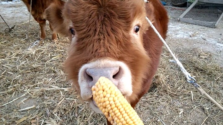 Watch how I feed the cattle in my village