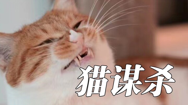 Saat kucing berencana membunuh demi harta! Kasihan sekali manusia.