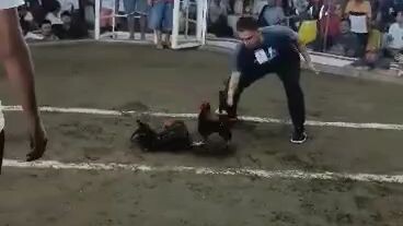 jelo