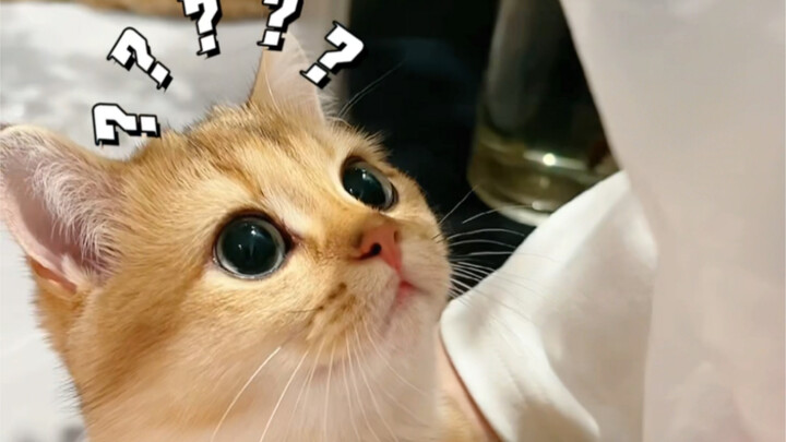 แมวนี่ต้องลูบจริงๆ เหรอ?